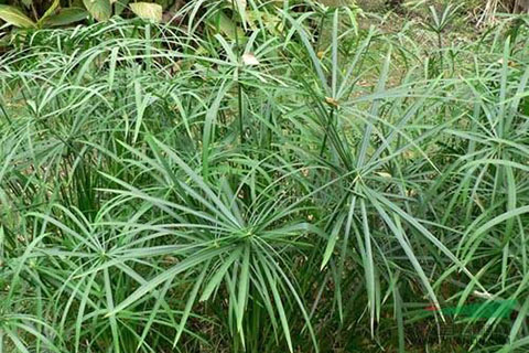 水中微生物、水生植物對(duì)人工濕地的影響