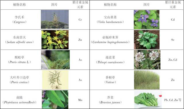 植物修復(fù)重金屬土壤污染 植物修復(fù)重金屬土壤污染