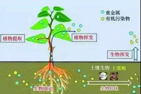 微生物修復(fù)技術(shù)_土壤修復(fù)_土壤治理 微生物修復(fù)技術(shù)_土壤修復(fù)_土壤治理